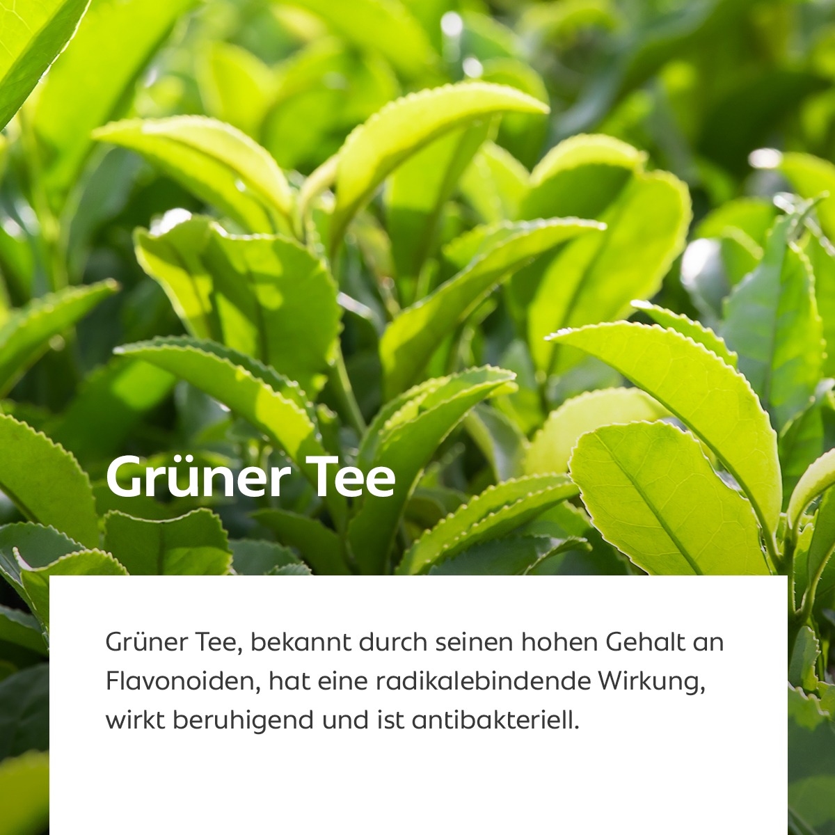 Frische grüne Teeblätter, Sinnbild für antioxidativen, beruhigenden Hautschutz