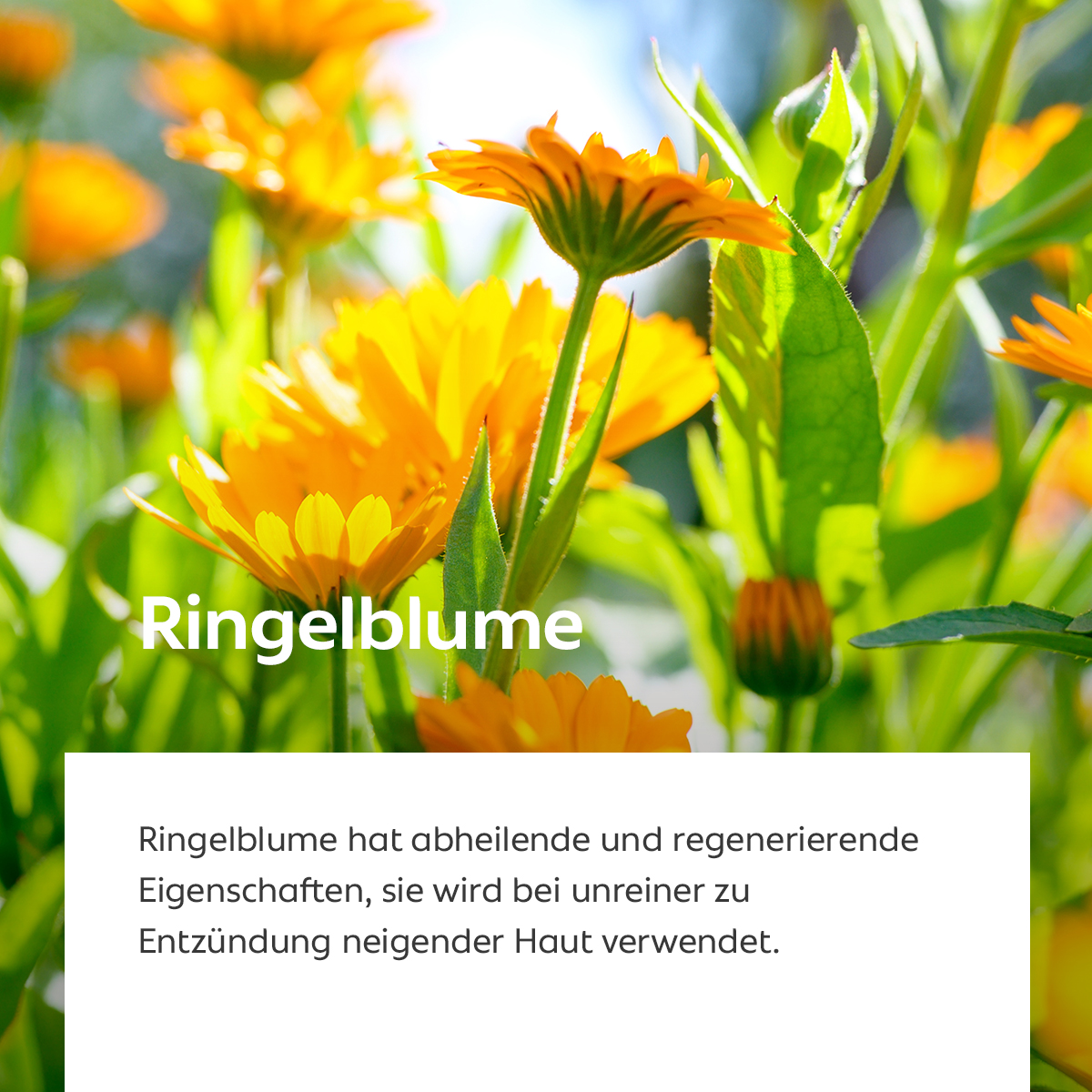 Leuchtend orange-gelbe Ringelblumenblüten im Sonnenlicht, Symbol für regenerierende und abheilende Wirkung