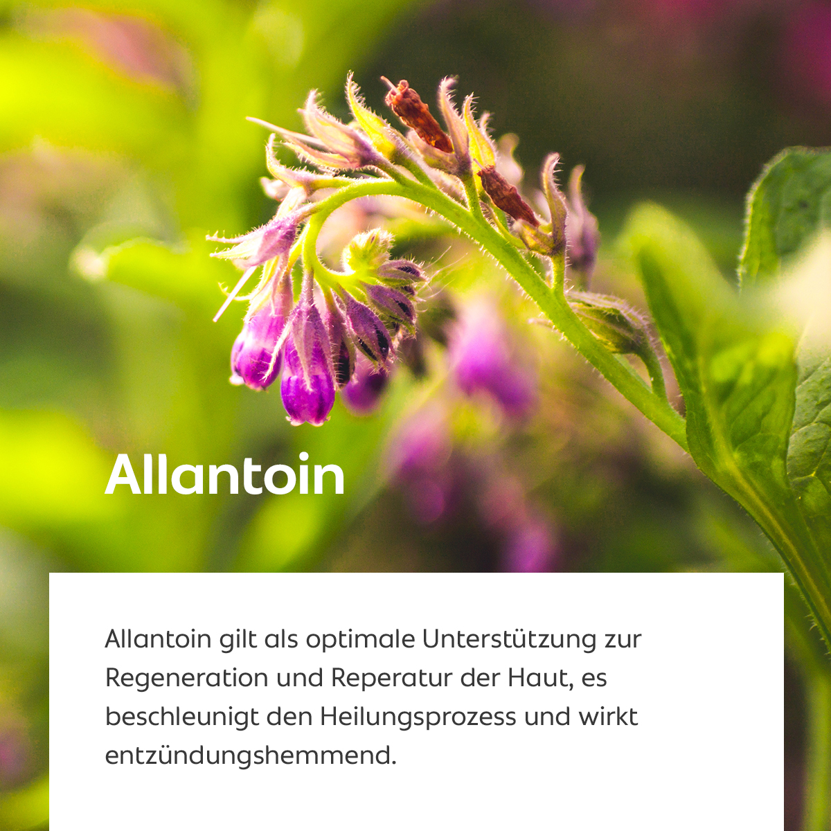 Nahaufnahme einer violett blühenden Pflanze, die Allantoin enthält, Symbol für Hautregeneration und entzündungshemmende Eigenschafte